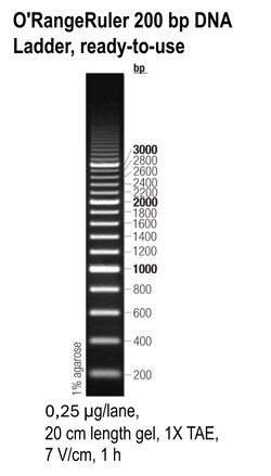 O'RangeRuler DNA Ladders, ready-to-use 200 to 3000 bp | Buy Online