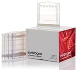 Novex&trade; Tris-Glycine Mini Protein Gels, 4&ndash;20%, 1.0 mm, WedgeWell&trade; format