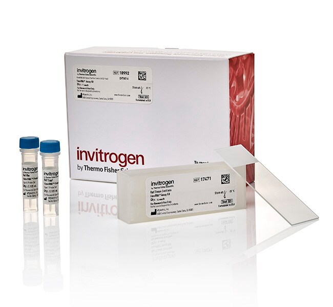 ViewRNA&trade; Tissue Positive Control Kit (2-plex) (4 rat kidney slides + probes)