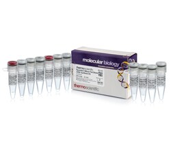 RevertAid H Minus First Strand cDNA Synthesis Kit