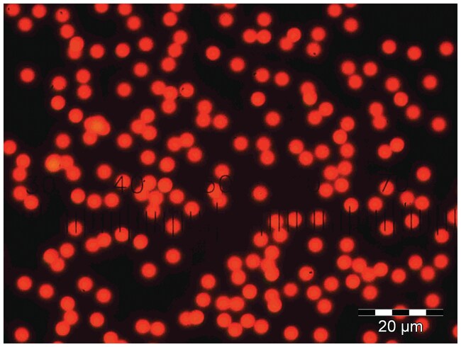 Dyed Red Aqueous Fluorescent Particles