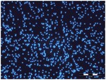 Partículas fluorescentes acuosas Fluoro-Max teñidas de color azul