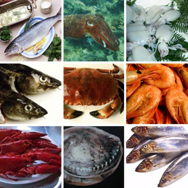 ImmunoCAP&trade; Fish, Shellfish and Mollusk Allergens