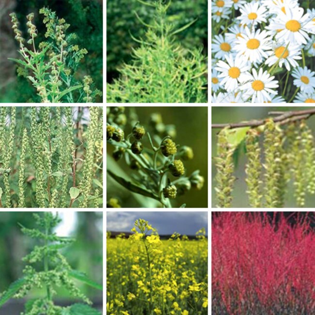 ImmunoCAP&trade; Weed Pollen Allergens