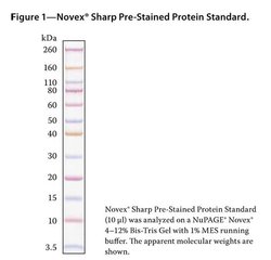 Novex™ Sharp Pre-stained Protein Standard 2 x 250 μL | Buy Online