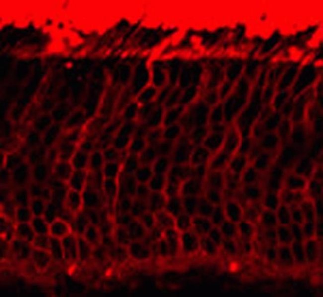 Rhodopsin Monoclonal Antibody (1D4)