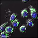 pHrodo&trade; BioParticles&trade; Conjugates for Phagocytosis and Phagocytosis Kit, for Flow Cytometry