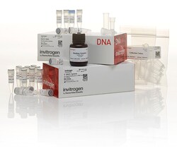 5' RACE System for Rapid Amplification of cDNA Ends, version 2.0