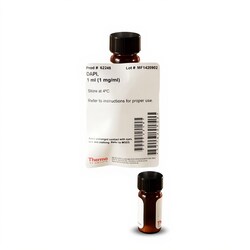 DAPI and Hoechst Nucleic Acid Stains 1 mL | Contact Us | Thermo