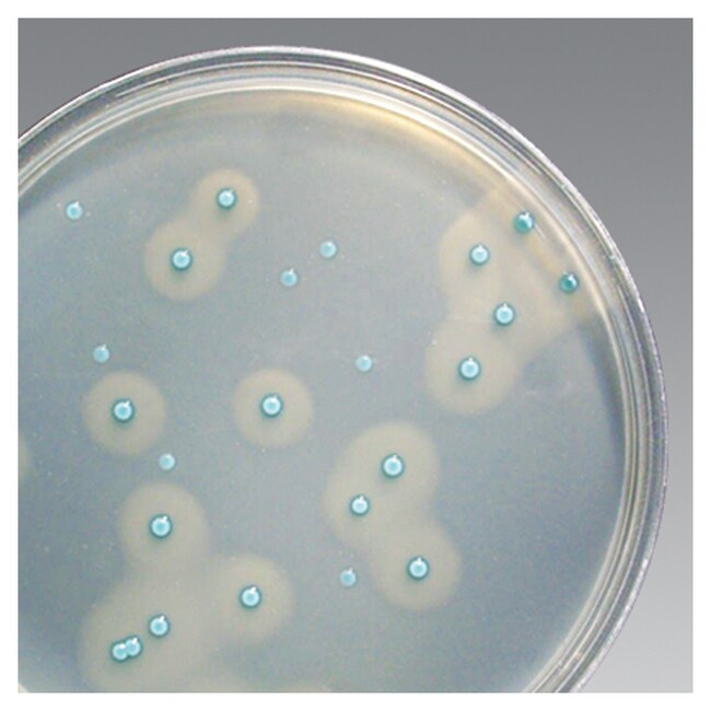 Brilliance&trade; Listeria Agar Base