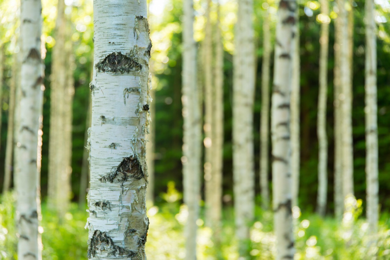 Daytime photo of a birch forest in Finland.