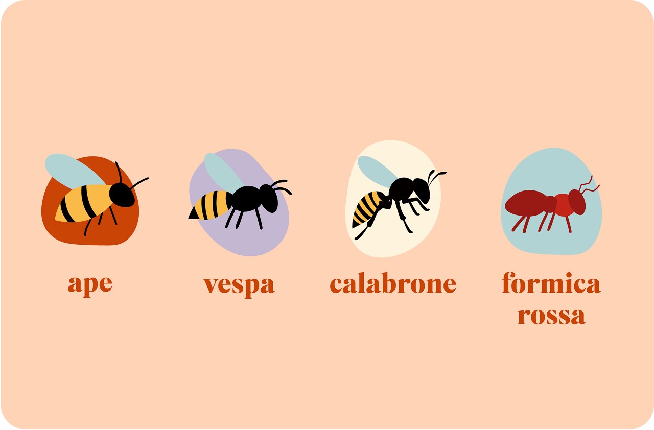 Illustration of bee, wasp, hornet and red ant.