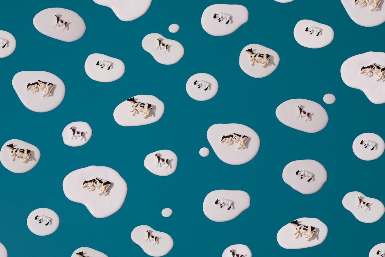 Cow figurines in spilled milk