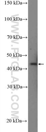 NCK2 Antibody in Western Blot (WB)
