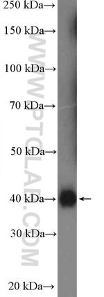 HSPBP1 Antibody in Western Blot (WB)
