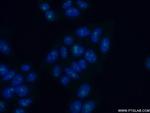 EIF6 Antibody in Immunocytochemistry (ICC/IF)