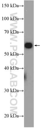 CIAO1 Antibody in Western Blot (WB)
