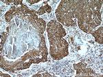 STOML2 Antibody in Immunohistochemistry (Paraffin) (IHC (P))