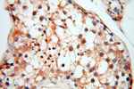 Neurogranin Antibody in Immunohistochemistry (Paraffin) (IHC (P))
