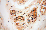 Neurogranin Antibody in Immunohistochemistry (Paraffin) (IHC (P))