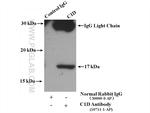 C1D Antibody in Immunoprecipitation (IP)