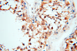 Cyclophilin A Antibody in Immunohistochemistry (Paraffin) (IHC (P))