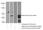 IVD Antibody in Western Blot (WB)