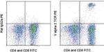 TCR V alpha 2 Antibody in Flow Cytometry (Flow)