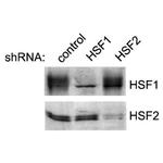 HSF2 Antibody in Western Blot (WB)