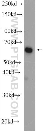 ETFDH Antibody in Western Blot (WB)