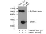 MMAB Antibody in Immunoprecipitation (IP)