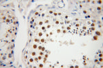 NASP Antibody in Immunohistochemistry (Paraffin) (IHC (P))