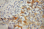 EEF1A1 Antibody in Immunohistochemistry (Paraffin) (IHC (P))