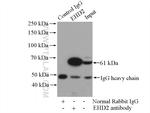 EHD2 Antibody in Immunoprecipitation (IP)