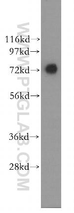 AGS3 Antibody in Western Blot (WB)