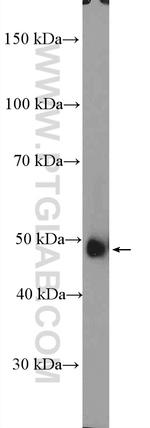 ORC5L Antibody in Western Blot (WB)