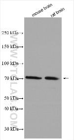 MOXD1 Antibody in Western Blot (WB)