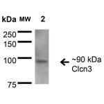 Chloride Channel Protein 3 Antibody in Western Blot (WB)