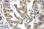 BUD31 Antibody in Immunohistochemistry (Paraffin) (IHC (P))