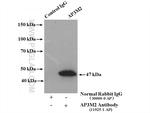 AP3M2 Antibody in Immunoprecipitation (IP)