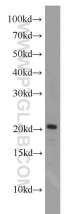PRAP1 Antibody in Western Blot (WB)