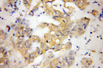NDRG2 Antibody in Immunohistochemistry (Paraffin) (IHC (P))