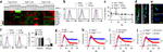 CD94 Antibody in Flow Cytometry (Flow)