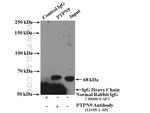 PTPN9 Antibody in Immunoprecipitation (IP)