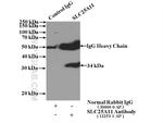 SLC25A11 Antibody in Immunoprecipitation (IP)