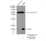 AGR2 Antibody in Immunoprecipitation (IP)