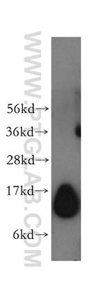 TCEB1 Antibody in Western Blot (WB)