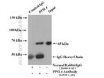 PPIL4 Antibody in Immunoprecipitation (IP)
