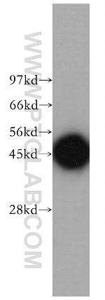PSMD6 Antibody in Western Blot (WB)