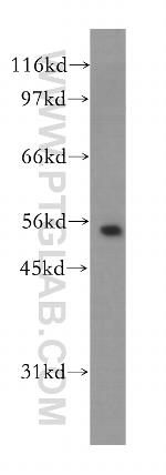 Kir5.1 Antibody in Western Blot (WB)